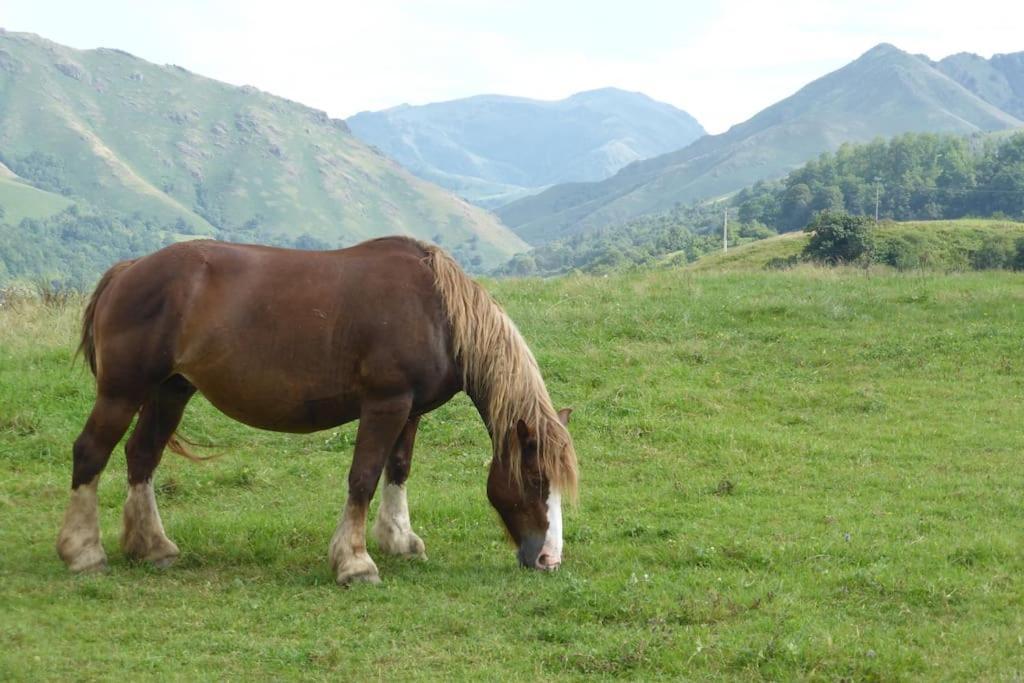Gite Individuel Au Pays Basque A 1,5Km De St-Jean-Pied-De-Port Saint-Jean-Pied-de-Port Εξωτερικό φωτογραφία